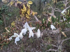 Ipomoea squamisepala