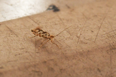Phyllonorycter nipigon