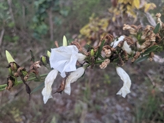 Ipomoea squamisepala