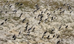 Balearica pavonina pavonina