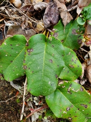 Epigaea