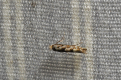 Phyllonorycter nipigon