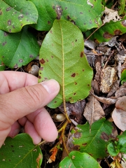 Epigaea
