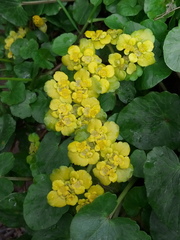 Chrysosplenium alternifolium