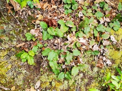 Epigaea