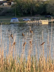 Xanthocephalus xanthocephalus