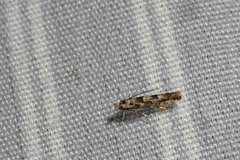 Phyllonorycter nipigon