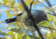 Thamnophilus caerulescens