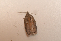 Acleris maculidorsana
