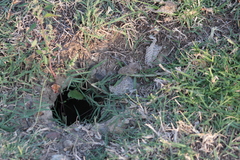 Pituophis deppei deppei