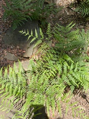 Pteridium caudatum