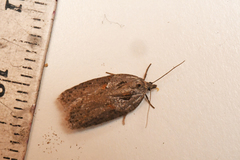 Acleris maculidorsana