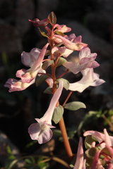 Corydalis malkensis