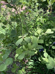 Fothergilla gardenii