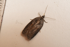 Acleris maculidorsana