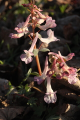 Corydalis malkensis