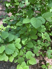 Fothergilla major