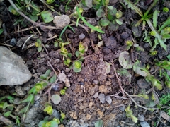 Lysimachia nummularia