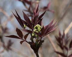 Sambucus racemosa