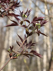 Sambucus racemosa