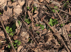 Adenocaulon himalaicum