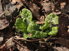 Adenocaulon himalaicum