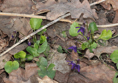 Viola odorata