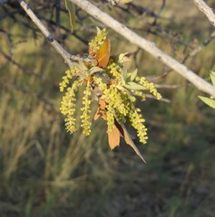 Quercus emoryi