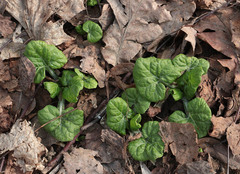 Adenocaulon himalaicum