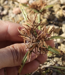 Cyperus niger