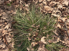 Carex rhizina