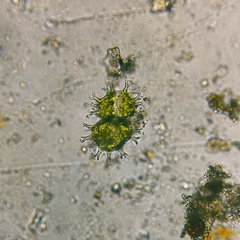 Xanthidium armatum cervicorne