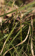 Carex rhizina