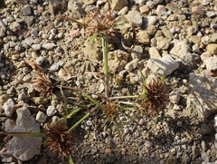 Cyperus niger