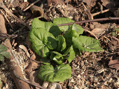 Adenocaulon himalaicum