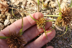 Cyperus niger