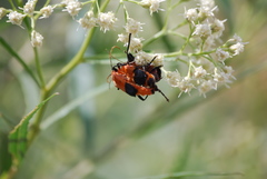 Chauliognathus profundus