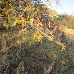 Quercus emoryi