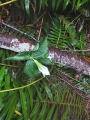 Trillium ovatum