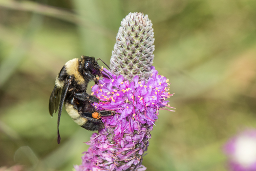 Black-and-gold Bumble Bee