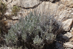 Parthenium argentatum