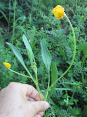 Scorpiurus vermiculatus