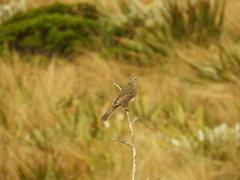 Anthus novaeseelandiae