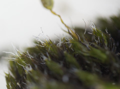 Grimmia muehlenbeckii