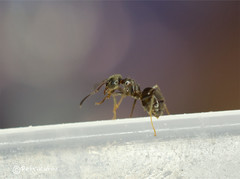 Lasius platythorax