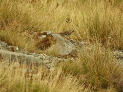 Anthus novaeseelandiae