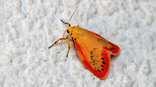 Rosy Footman