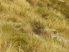 Anthus novaeseelandiae