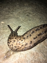 Limax maximus