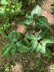 Trillium decipiens